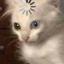 Profile picture for user milsot